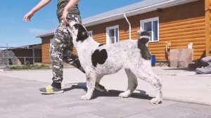 Щенок алабая - САО - Цилла. 4 месяца