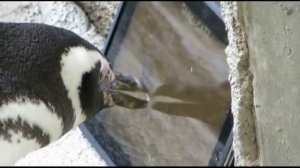 Пингвин играет на iPad