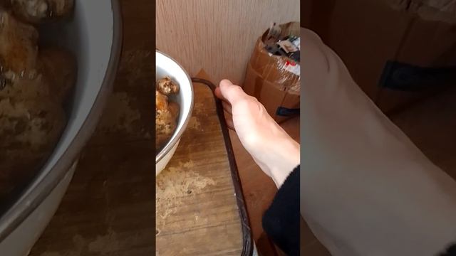 Топинамбур. Колорадский жук. Влияние топинамбура на колорадского жука.
