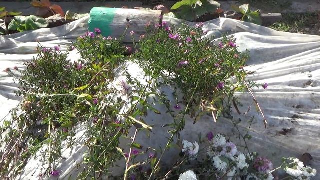 Клубника,укрытие на зиму смотреть онлайн