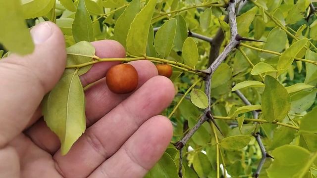 Зизифус Цукерковий (jujube) (сіянець) 29-09-2022р. смотреть онлайн