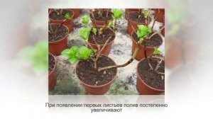 ГОРТЕНЗИЯ комнатная | ГИДРАНГЕЯ | Уход и разведение в домашних условиях
