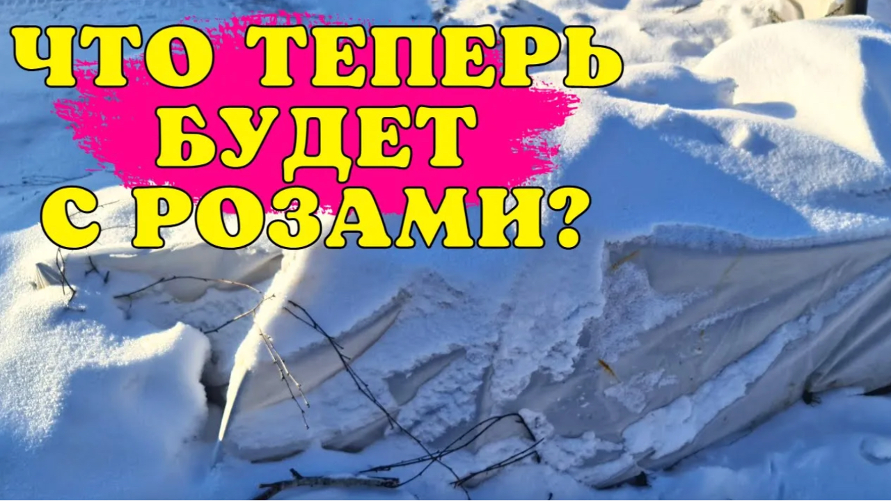 РОЗЫ ПОГИБНУТ? КОШМАРНАЯ зима и МОРОЗ -20 БЕЗ СНЕГА