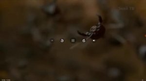 Самые жестокие и крупные муравьи в мире