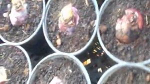 Дача, сад. Выгонка : гиацинт, крокус, нарцисс выращивание на Валентина, 8 Марта - этап 1.