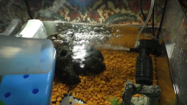 РАЧКИ - НО ПОЛЗУ/ ПРОТИВОЯДИЕ ОТ КОШКИ/ 11 июля 2022