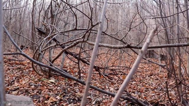 Лес нетронутых опят и гигрофор желтовато-белый смотреть онлайн