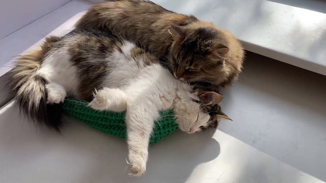 Кошачьи нежности