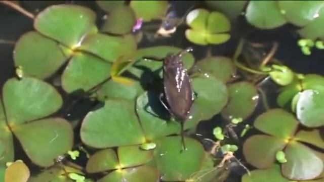 Обыкновенный водяной скорпион (Nepa cinerea) смотреть онлайн