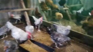 Барковская борвистая, новая порода на нашем дворе.