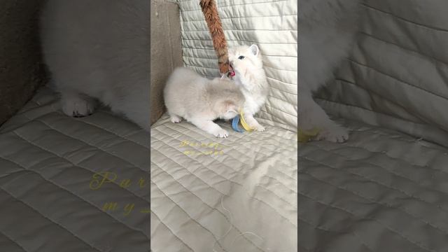 Котята играют🐾😀🐾Золотые котята (голубое золото), британская порода, 1 мес