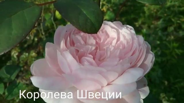 Лето.Розы. (английские, немецкие и бельгийские.) смотреть онлайн