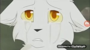 Коты воители история Белогривки и Синей Звезды