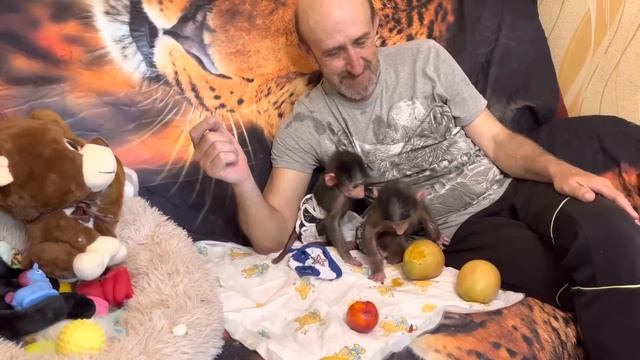 Степашка с Маней делят персики и манго, ОБЕЗЬЯНКА ПРОСТО ОЖИЛА и ищет глазами Ангелину! смотреть онлайн