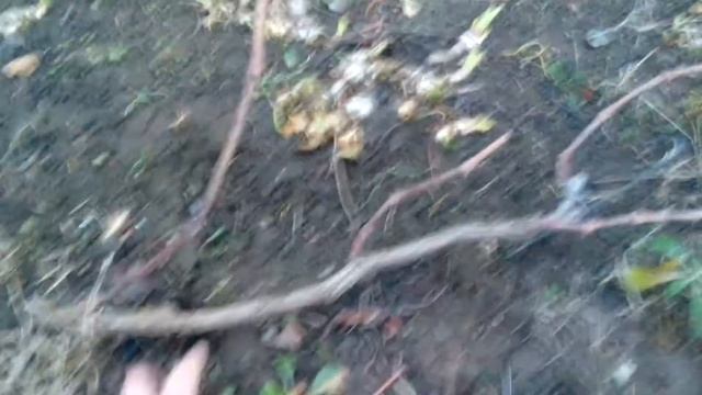 Осенние работы на винограднике.Подготовка винограда к зиме смотреть онлайн