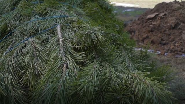 Как правильно посадить сосну обыкновенную на участке?