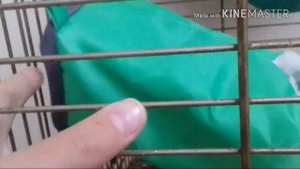 ?|Крыски|Что должно быть в клетке у крысы?|ПРЕЗАЛИВ|?