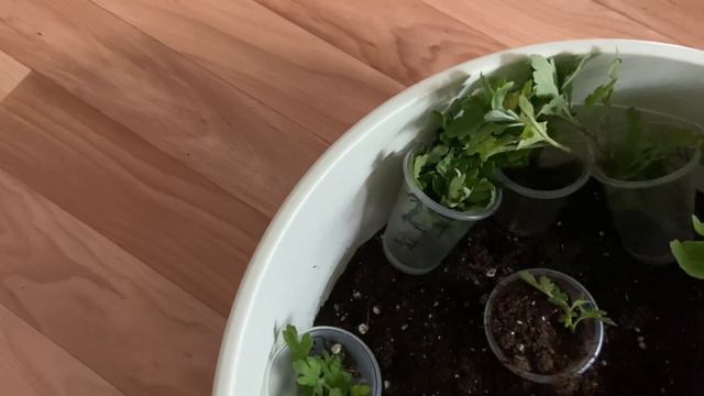 Укореняю мультифлору. Черенки осенью смотреть онлайн