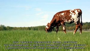 Айрширская порода коров