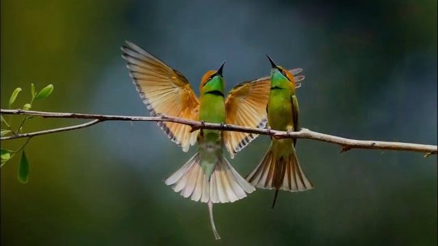 Красивая расслабляющая  успокаивающая музыка природа птицы !!!