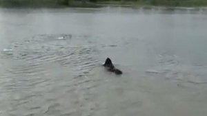 Спасение утопающих на Петровском пруду    дело рук собак утопающих