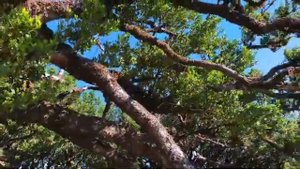 Лавровый лес на Мадейре