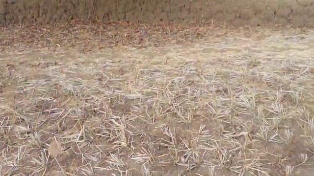 Village Vlog 2 | chalo khet pe #sweetvaidehi #vlog5 смотреть онлайн