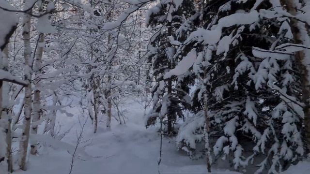 Для чего нужны GPS метки при установке фотоловушки? смотреть онлайн