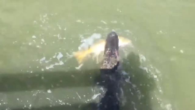 КРОКОДИЛ УКРАЛ БОЛЬШУЮ РЫБУ У ШКОЛЬНИКА | СМОТРЕТЬ ВСЕМ смотреть онлайн