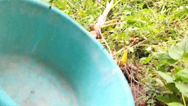Catch Cute Chickens,colorful Chickens, Rainbow Chickens,ducks,geese,cats, Fish,cows,cute Animals #2