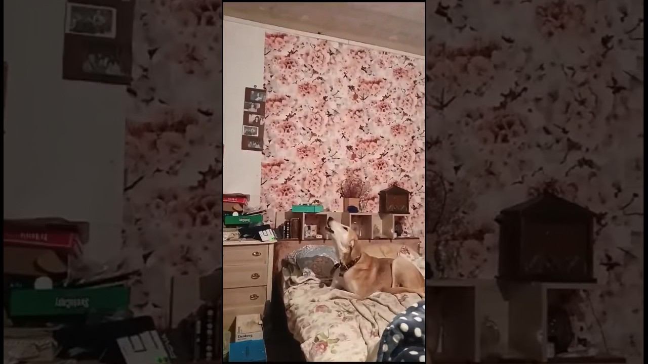 Собаки поют песню бывших бездомышей