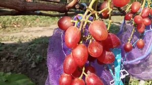 Новинки винограда: Цвет формы Розовый коралл моей селекции 16.09.2020. Виноградник Щереденкова В. А