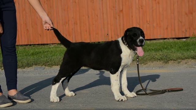 ОЕССЕНН СТИЛЬ Чана Джахара 3 месяца смотреть онлайн
