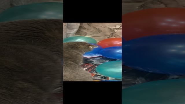 Пуша и шарики / Pusha and the balloons