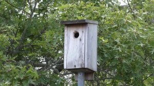 Leopold Live: Bluebird Boxes