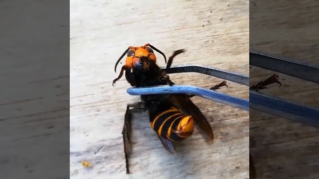 Огромный азиатский шершень. смотреть онлайн