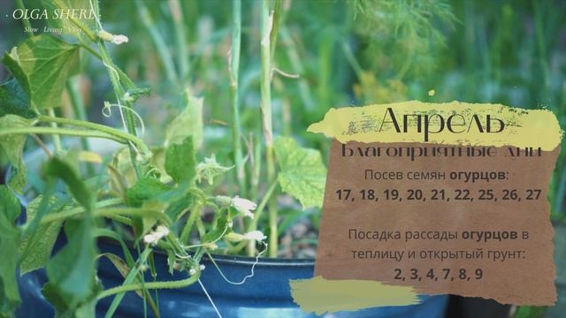 Лунный Посевной Календарь Для Огурцов на 2022 год! Когда Сеять?