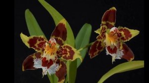 ODONTOGLOSSUM   //   ОДОНТОГЛОССУМ