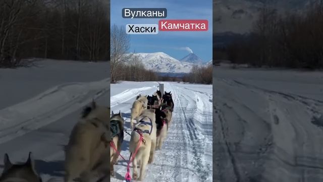 Камчатка. Хаски. Вулканы. #камчатка #хаски #вулканы #альбертсеверный