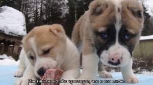 Собака плохо ест, но активная: причины и что делать