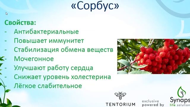 Сорбус (плоды рябины)