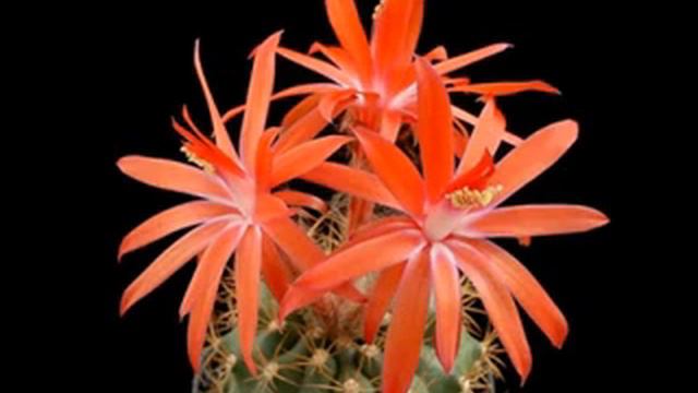 Cactos em flor смотреть онлайн