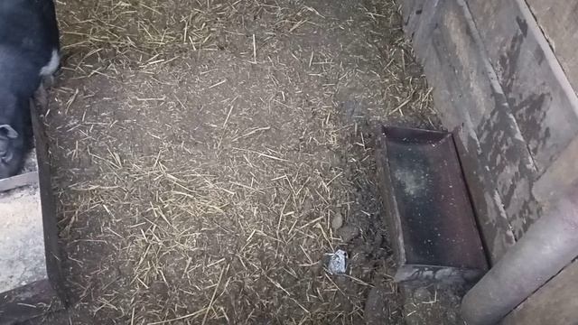 Вьетнамские свиньи