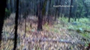 Сбор мухоморов, как собирают мухоморы - прогулка по лесу