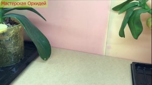 Как УЗНАТЬ, что ваша орхидея ЗАРАЖЕНА ТРИПСОМ? Первые ПРИЗНАКИ ПОРАЖЕНИЯ орхидеи ТРИПСОМ!