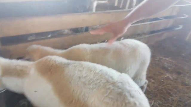 Кросс F1 Лакон, Мериноланд и романовская порода. смотреть онлайн