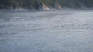 Касатки нападают на кита в Охотском море, мыс Врангеля