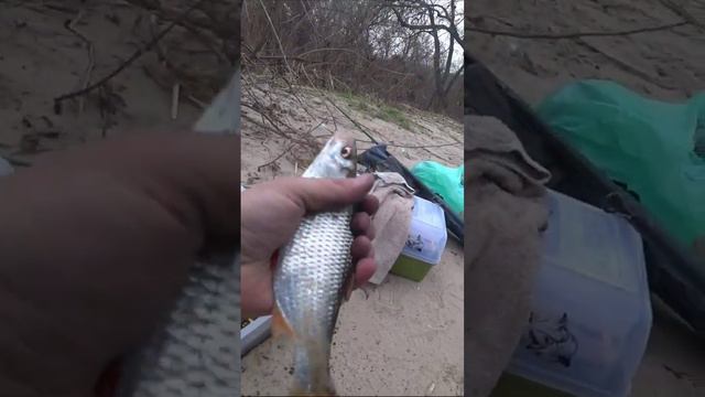 #рибалка #риболовля #українськарибалка #fishing #плотва #фідер #рыбалка