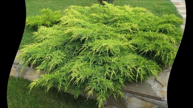 Как вырастить можжевельник смотреть онлайн