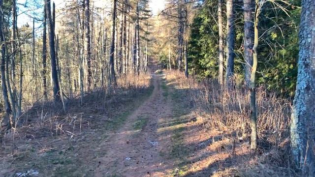 Вечерняя расслабляющая прогулка по лесу в горах с красивым видом на закат, ASMR смотреть онлайн